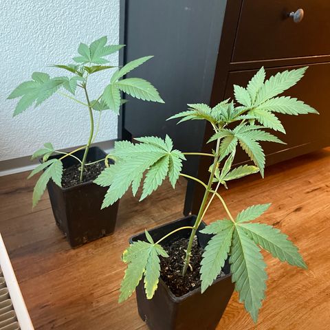 Gelato growlog timeline photo