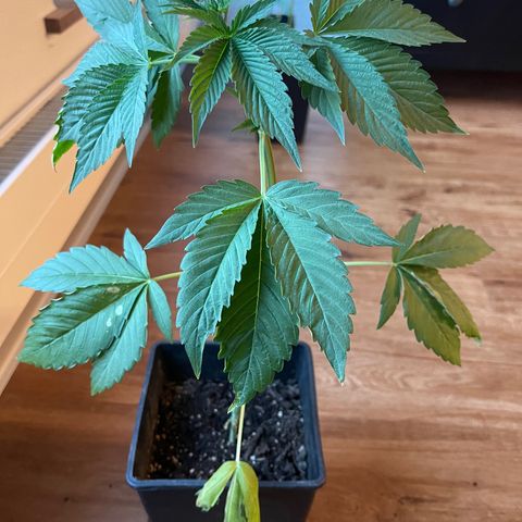 Gelato growlog timeline photo
