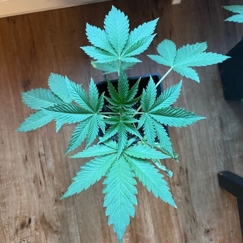 Gelato growlog timeline photo