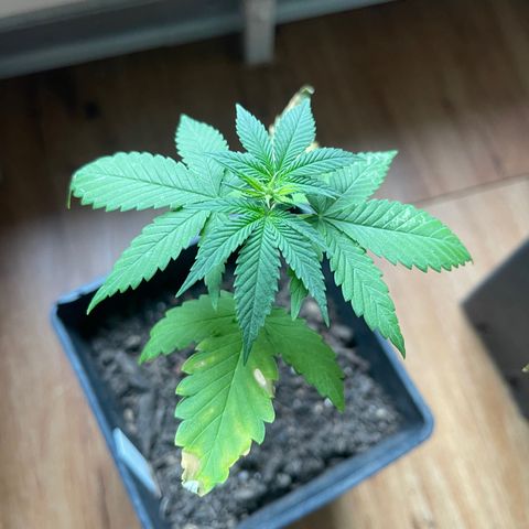 Hanf growlog timeline photo