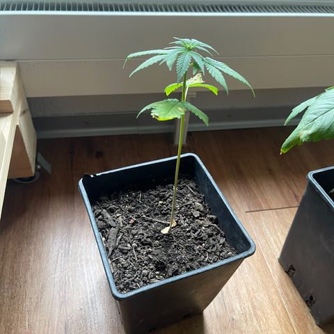 Hanf growlog timeline photo