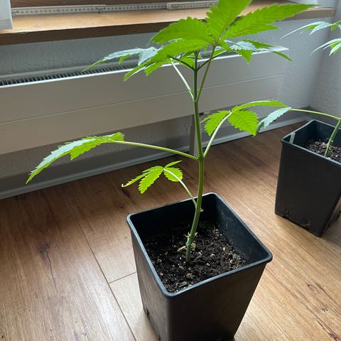 Gelato growlog timeline photo