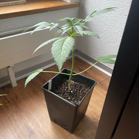 Gelato growlog timeline photo