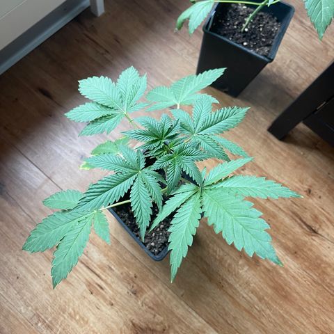 Gelato growlog timeline photo