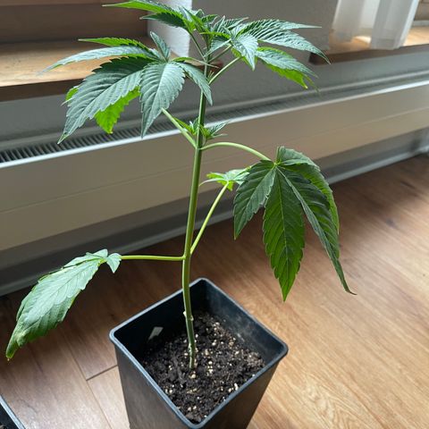 Gelato growlog timeline photo