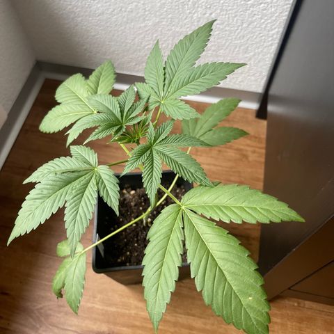Gelato growlog timeline photo