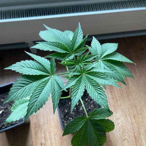 Gelato growlog timeline photo