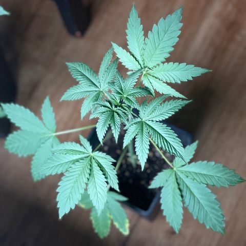Gelato growlog timeline photo