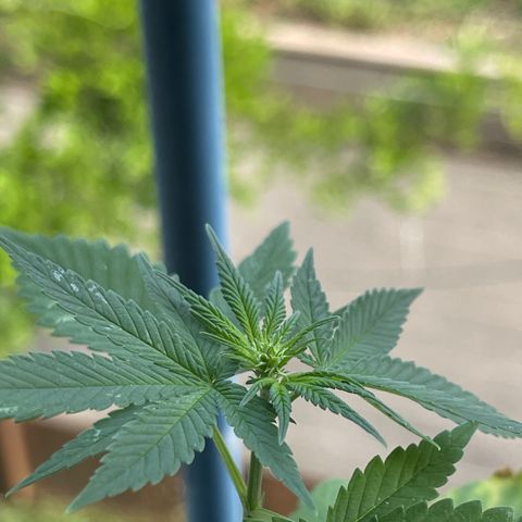 Hanf growlog timeline photo