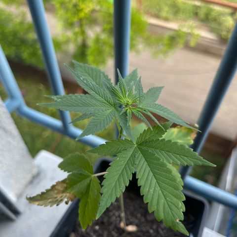 Hanf growlog timeline photo