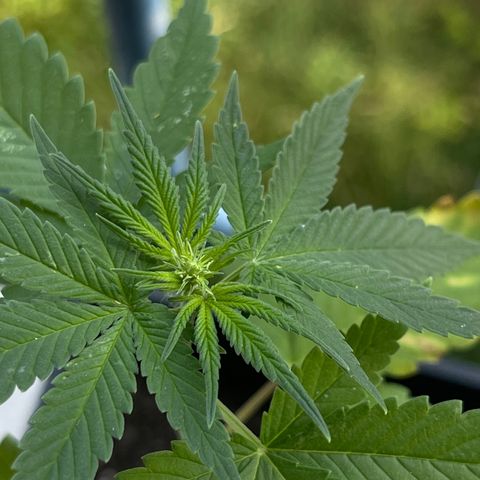 Hanf growlog timeline photo