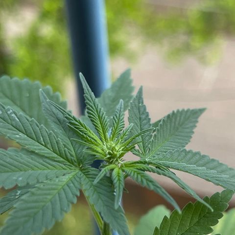 Hanf growlog timeline photo