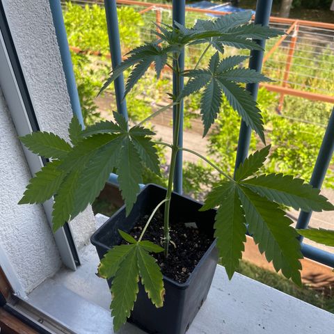 Gelato growlog timeline photo