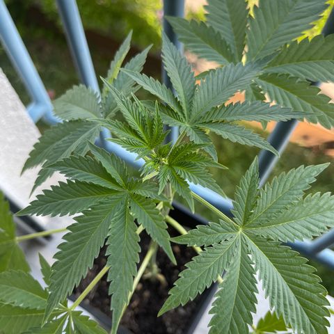 Gelato growlog timeline photo