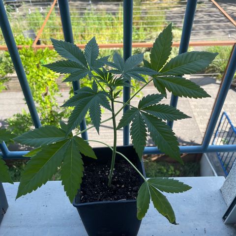 Gelato growlog timeline photo
