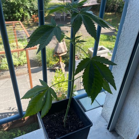 Gelato growlog timeline photo