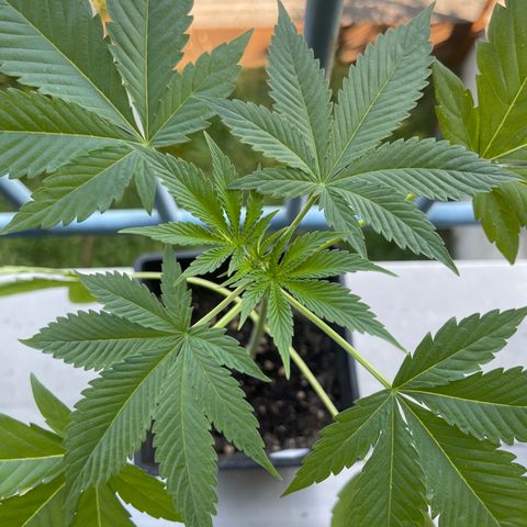 Gelato growlog timeline photo