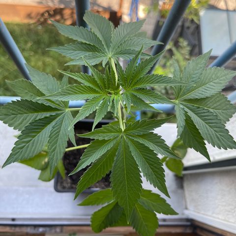 Gelato growlog timeline photo