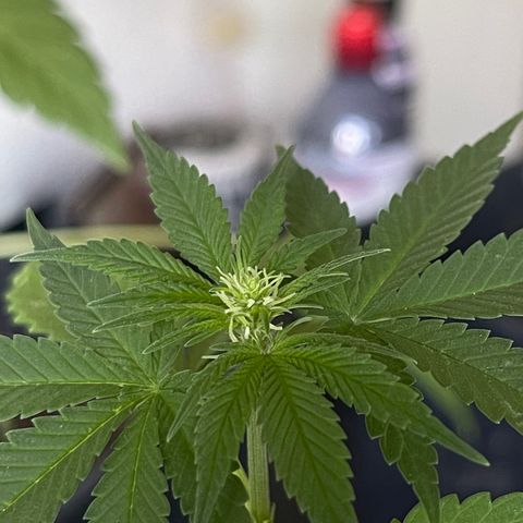 Hanf growlog timeline photo