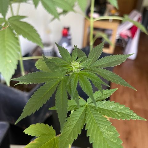 Hanf growlog timeline photo