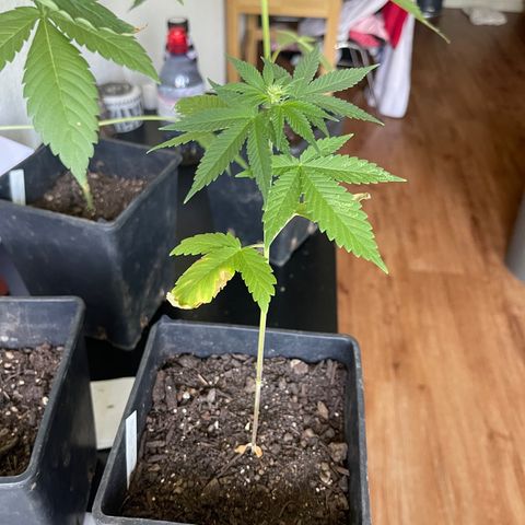 Hanf growlog timeline photo