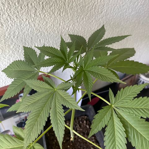Gelato growlog timeline photo