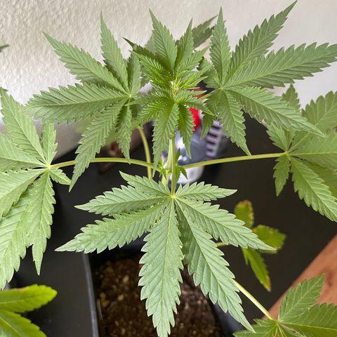 Gelato growlog timeline photo