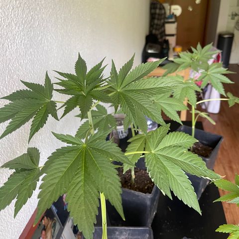 Gelato growlog timeline photo