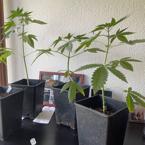 Gelato growlog timeline photo