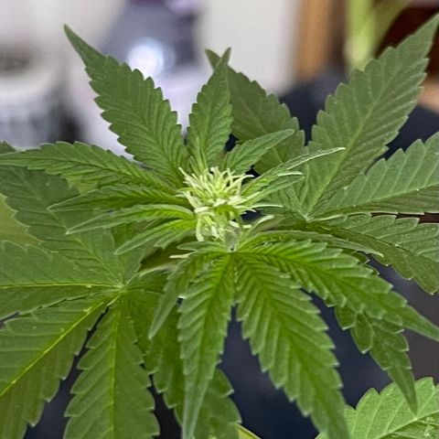 Hanf growlog timeline photo