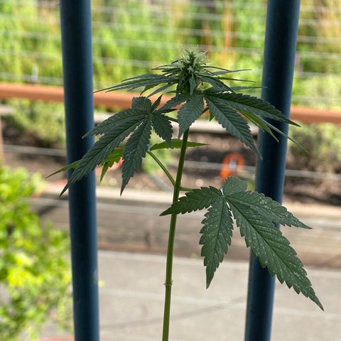 Hanf growlog timeline photo