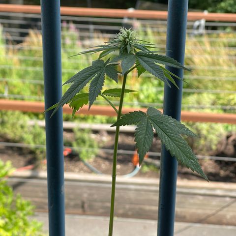 Hanf growlog timeline photo