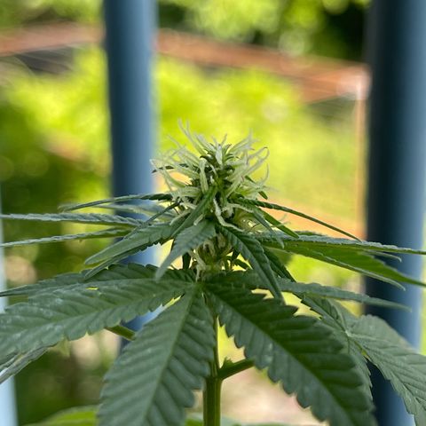 Hanf growlog timeline photo