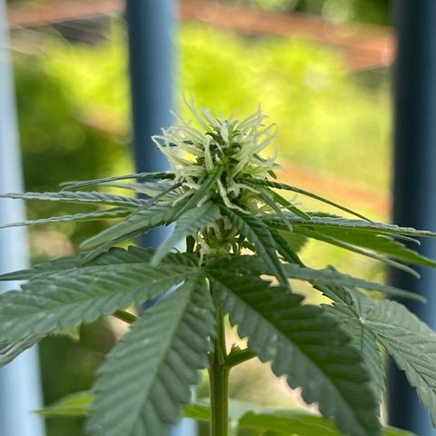 Hanf growlog timeline photo