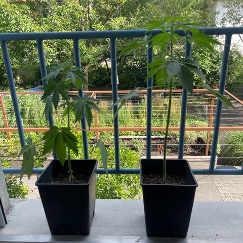 Gelato growlog timeline photo