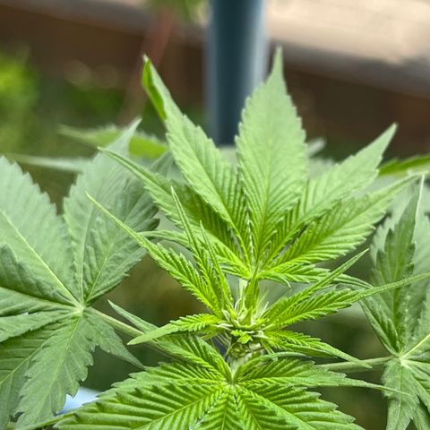Gelato growlog timeline photo
