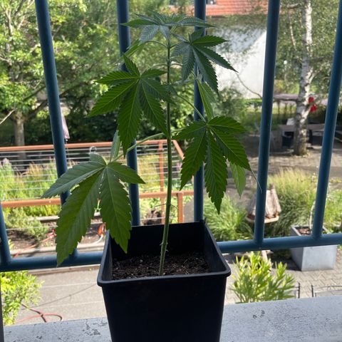 Gelato growlog timeline photo