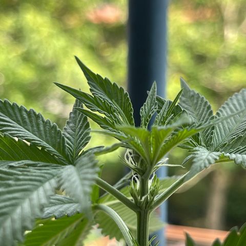Gelato growlog timeline photo