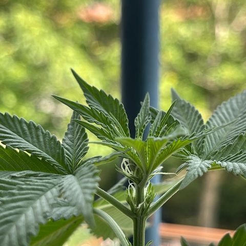 Gelato growlog timeline photo