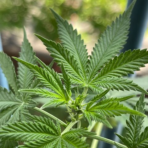 Gelato growlog timeline photo