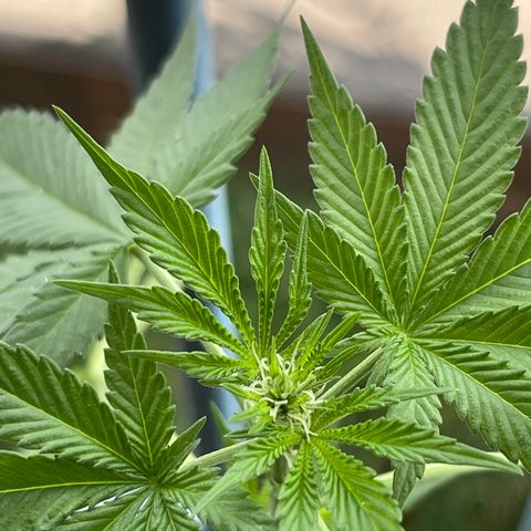 Gelato growlog timeline photo