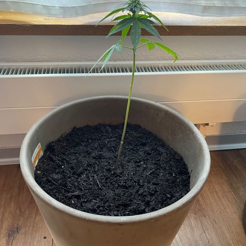 Hanf growlog timeline photo