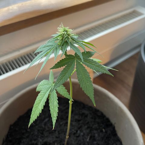 Hanf growlog timeline photo