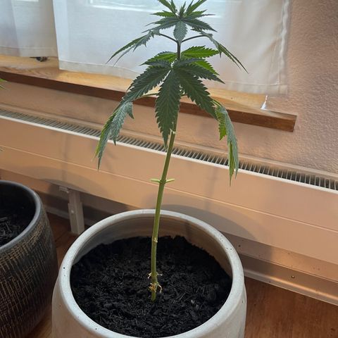 Gelato growlog timeline photo