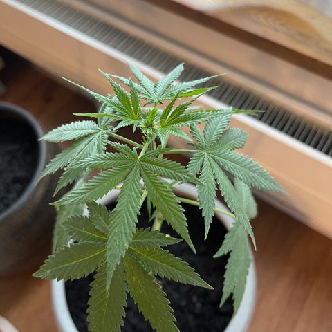 Gelato growlog timeline photo
