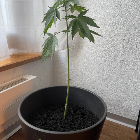 Gelato growlog timeline photo