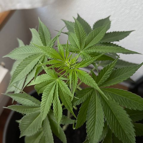 Gelato growlog timeline photo