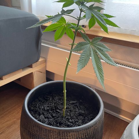 Gelato growlog timeline photo