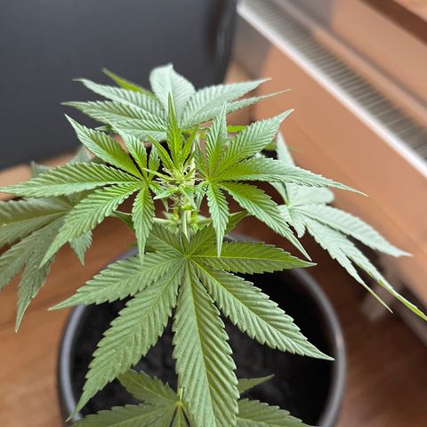 Gelato growlog timeline photo