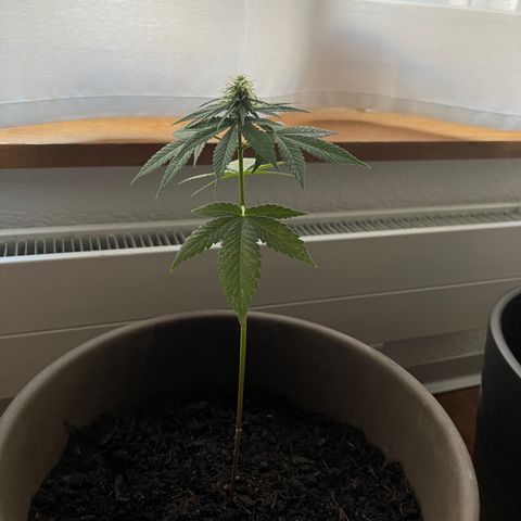 Hanf growlog timeline photo